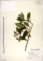 藏品(華八仙)的圖片