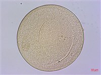 藏品(疣柄魔芋、雷公統、巨花蒟蒻、南天星)的圖片