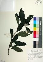 藏品(台北玉葉金花)的圖片