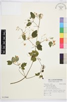 藏品(串鼻龍)的圖片