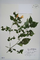 藏品(曲莖馬藍)的圖片