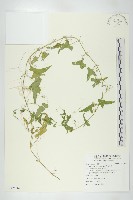 藏品(合子草)的圖片