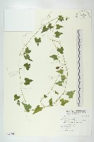 藏品(合子草)的圖片