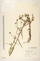 藏品(毛蓮菜)的圖片