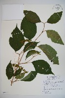 藏品(臺灣蝴蝶戲珠花、臺灣蝴蝶花)的圖片