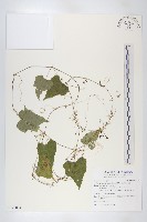 藏品(黑果馬交兒)的圖片