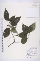 藏品(臺灣青莢葉)的圖片