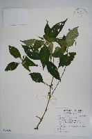 藏品(紫花鳳仙花)的圖片