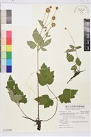 藏品(小白頭翁、野棉花)的圖片