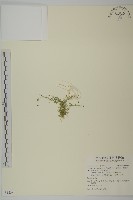 藏品(瓜槌草、漆姑草)的圖片