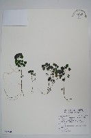 藏品(山桔梗)的圖片