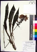 藏品(白鶴蘭)的圖片