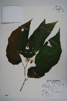 藏品(圓果秋海棠)的圖片