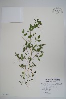 藏品(平伏莖白花菜、成功白花菜)的圖片