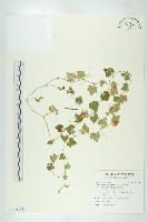 藏品(天花)的圖片