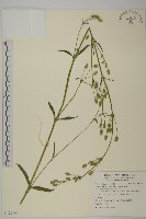 藏品(堅硬女婁菜)的圖片