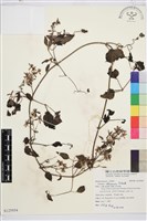 藏品(威靈仙)的圖片