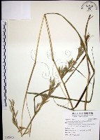 藏品(扭鞘香茅)的圖片