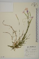 藏品(長萼瞿麥)的圖片