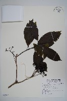 藏品(長花厚殼樹)的圖片