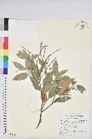 藏品(長尾尖葉櫧)的圖片