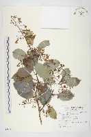 藏品(亨利氏伊立基藤)的圖片