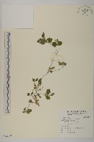 藏品(金腰箭舅)的圖片