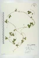 藏品(垂果瓜)的圖片