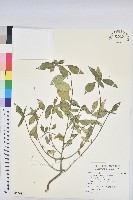 藏品(白苞猩猩草)的圖片