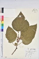 藏品(野桐)的圖片