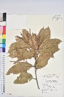 藏品(三斗石櫟)的圖片