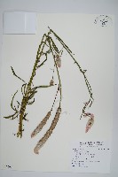 藏品(青葙)的圖片