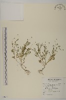 藏品(南方山芫荽)的圖片