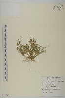 藏品(南方山芫荽)的圖片