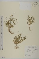 藏品(南方山芫荽)的圖片