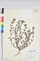 藏品()的圖片