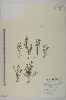 藏品(石胡荽、吐金草)的圖片