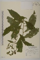 藏品(絨山白蘭)的圖片