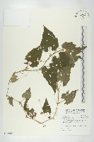 藏品(青牛膽)的圖片