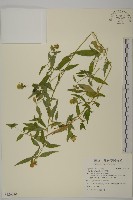 藏品(狗筋蔓)的圖片