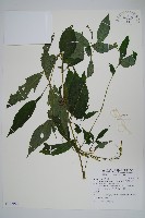 藏品(尼氏擬馬偕花)的圖片