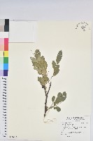 藏品(紅仔珠)的圖片