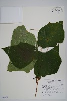 藏品(華八角楓)的圖片