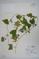 藏品(薄葉牛皮消)的圖片