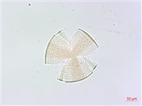藏品(血見愁)的圖片