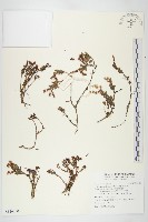 藏品(玉山佛甲草)的圖片