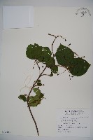 藏品(呂宋莢迷)的圖片