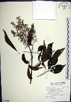 藏品(山埔姜)的圖片