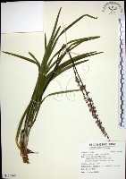 藏品(麥門冬)的圖片