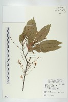 藏品(杜英、山杜英、蘭嶼杜英)的圖片